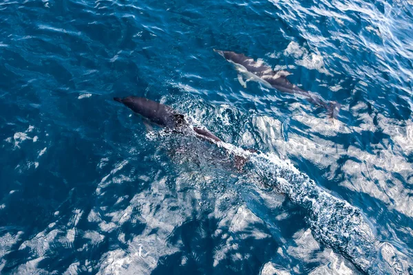 イルカは海に飛び込む 水中世界 イルカの海の深さでジャンプします 黒海だ 美しいイルカ — ストック写真