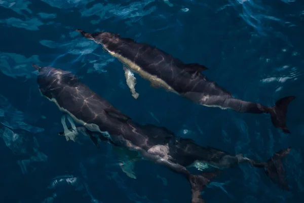 イルカは海に飛び込む 水中世界 イルカの海の深さでジャンプします 黒海だ 美しいイルカ — ストック写真