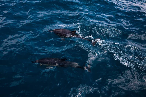 Delfíni Skočí Moře Podmořský Svět Delfín Skákal Hlubin Moře Černé — Stock fotografie