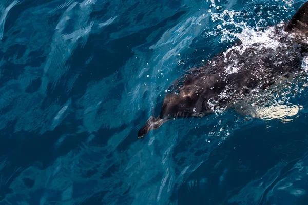 イルカは海に飛び込む 水中世界 イルカの海の深さでジャンプします 黒海だ 美しいイルカ — ストック写真