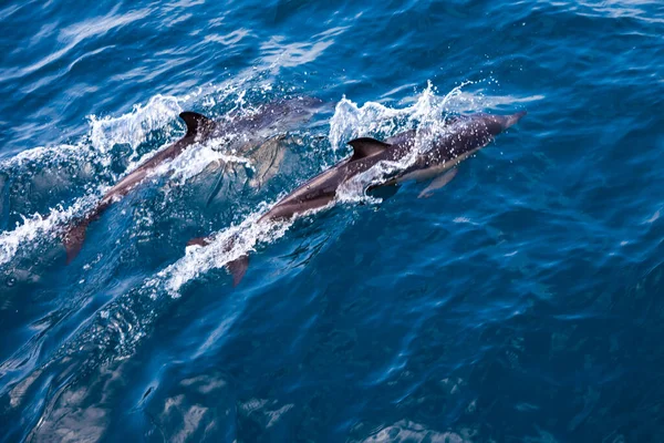 イルカは海に飛び込む 水中世界 イルカの海の深さでジャンプします 黒海だ 美しいイルカ — ストック写真