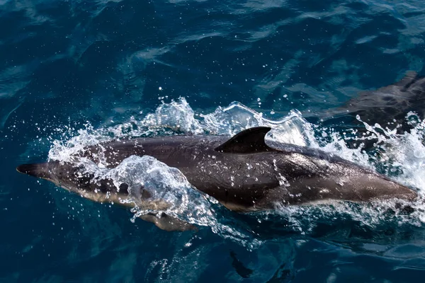  Yunuslar denize atlar. Su altı dünyası. Yunus denizin derinliklerine atlıyor. Karadeniz. Güzel Yunus.  .