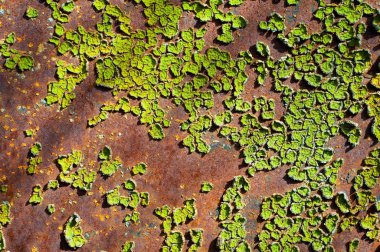 Yeşil metal pas.