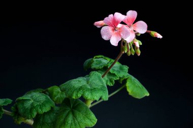 Siyah arka planda pembe sardunya çiçeği