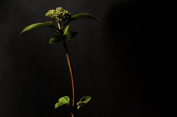 En filial med unga gröna blad. Kontrast utseende på mörk bakgrund. Kopiera utrymme — Stockfoto