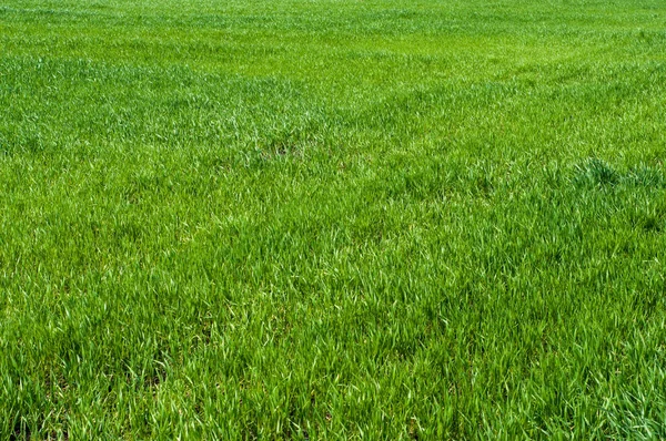 Veld, groene gras close-up achtergrond patroon — Stockfoto