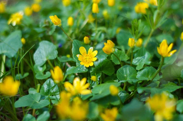 Gele bloemen op een achtergrond van groene planten. Voorjaar achtergrond met de bloemen. Gele bloemen groeien op de grond in het bos. Ficaria verna — Stockfoto
