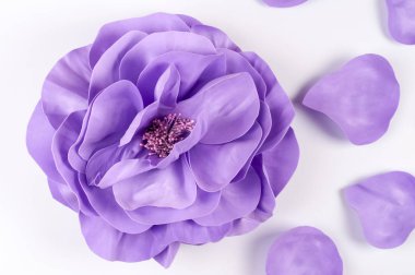 Beyaz bir arka plan üzerinde Eva köpük büyük mor çiçek