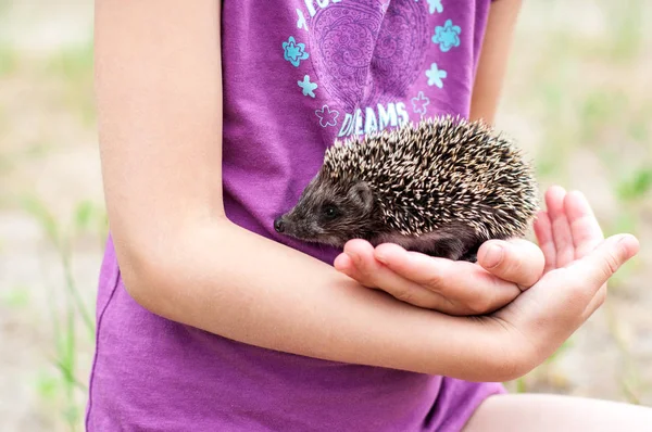 Little hedgehog in the hands of a girl close-up
