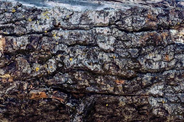 Texture - a bark of an old tree — Stock Photo, Image