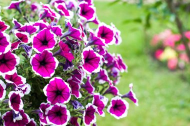 Bir tencerede mor çiçekler sabah zafer