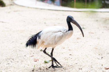 Ibis, Mısır'da bir mitolojik kuştur..