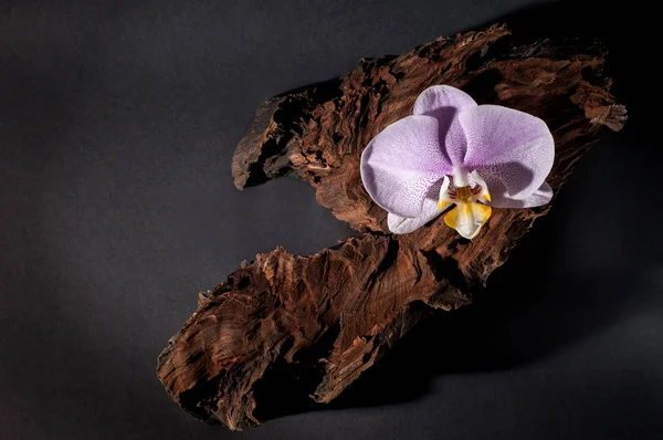 Tahta bir kütükte pembe orkide. Koyu arka plan — Stok fotoğraf