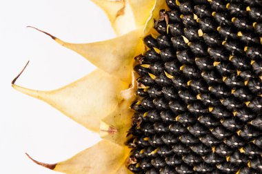 Beyaz arka planda olgun ayçiçeği