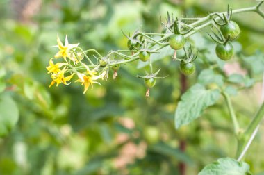 Sarmaşıkta yetişen kiraz domatesleri.