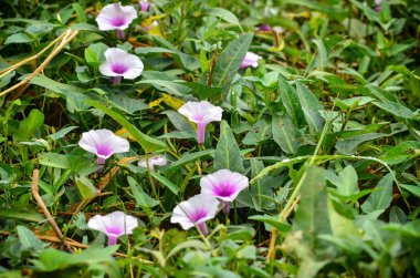doğa alanında sabah zafer