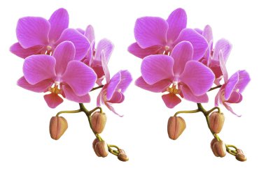 Phalaenopsis çiçek açan beyaz arka plan üzerinde izole