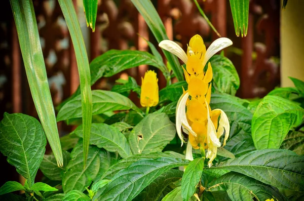 Golden Shrimp Plant Flower Blooming Garden — Stock Photo, Image