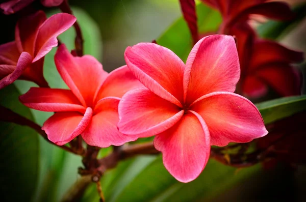 Plumeria Flower Blooming Garden — Stock Photo, Image