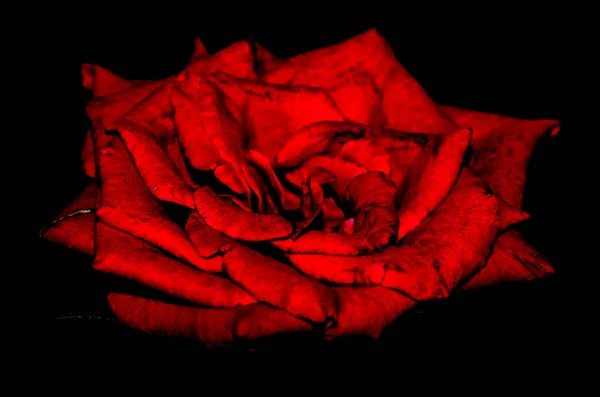 Krásné Tmavě Červené Růže Přírodě — Stock fotografie