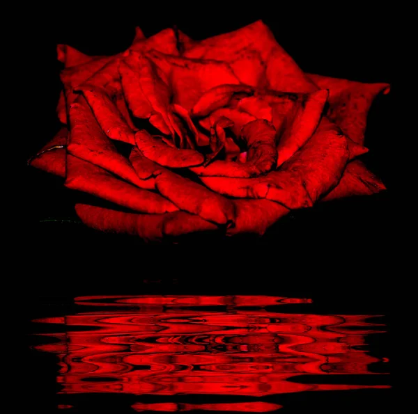 Wunderschöne Dunkelrote Rose Mit Reflex — Stockfoto