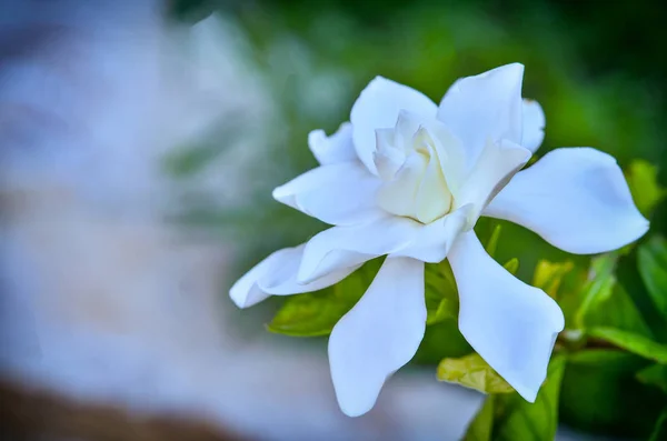 Gardenia Blanca Dorada Floreciendo Jardín —  Fotos de Stock