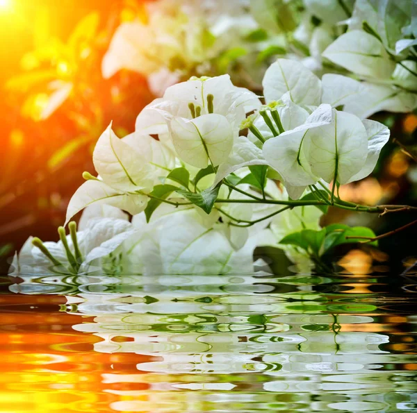 Bahçe Gölet Yakınındaki Güzel Beyaz Begonvil — Stok fotoğraf