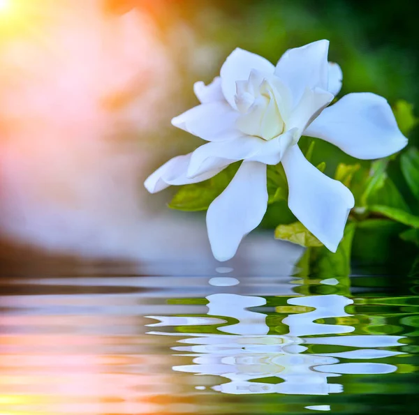 Bahçe Gölet Yakınındaki Çiçek Açan Beyaz Altın Gardenya — Stok fotoğraf