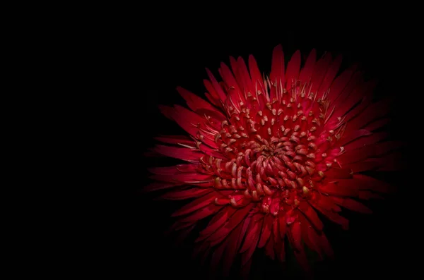 Piękny Gerbera Kwiat Czarnym — Zdjęcie stockowe