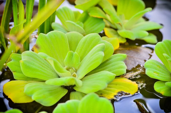 Beautiful Water Lettuce in pond — Stock Photo, Image