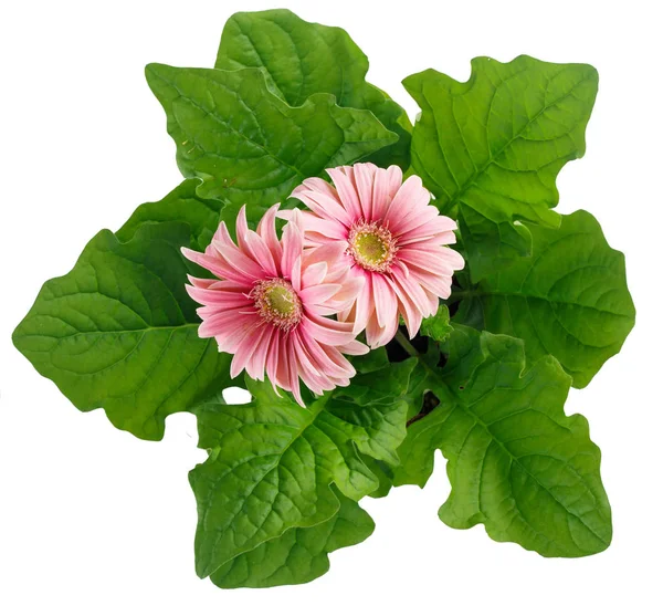 Top View Beautiful Pink Gerbera Flowers Plant Isolate White — Stock Photo, Image