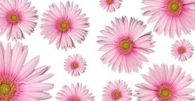 Pembe gerbera düzenlemek güzel çiçek arka plan olarak