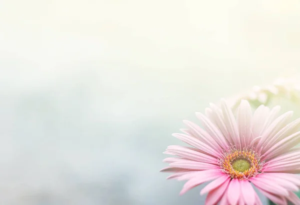 Bloem Achtergrond Prachtige Bloesem Roze Gerbera Achtergrond — Stockfoto