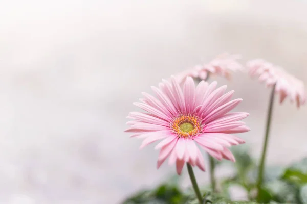 Fondo Suave Flor Gerberas Rosa Con Espacio —  Fotos de Stock