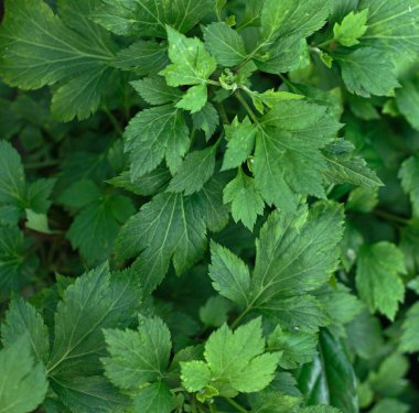 Bitkisel bitkisel - beyaz pelin (Artemisia lactiflora) yaprakları