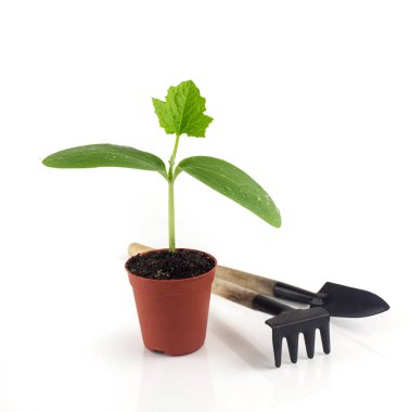 Pot bitki ve beyaz arka plan üzerinde dikim kaşık
