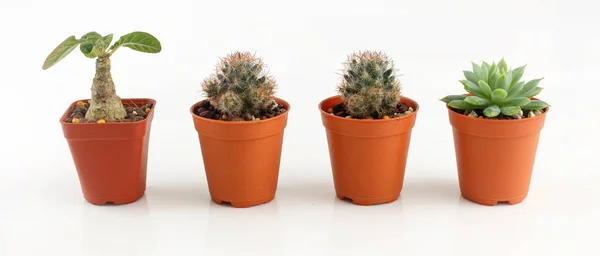 Maceta Cactus Planta Suculenta Sobre Fondo Blanco — Foto de Stock