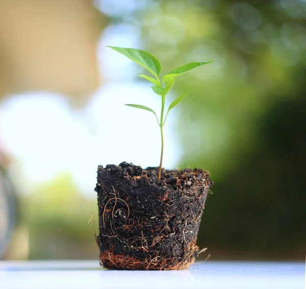 Planta que crece contra el fondo natural — Foto de Stock