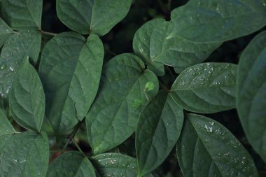 Düz yatıyordu Yeşil yaprakları doğa arka plan