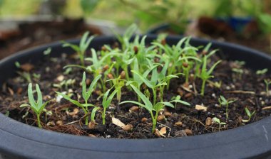 Büyüyen bitki-küçük su ıspanak pot