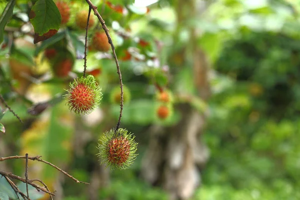 Rambutan Baum Eigenen Garten Mit Frischen Rambutan Früchten Vor Naturkulisse — Stockfoto