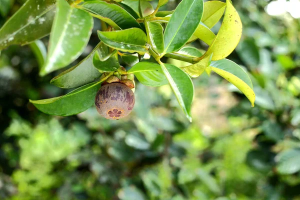 Alimentation Saine Mangoustan Avec Mangoustan Mûr Dans Son Propre Jardin — Photo