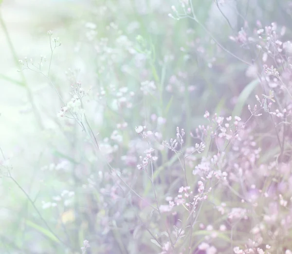 Soft Background Beautiful Blur Grass Flower Cloudy Morning — Stock Photo, Image