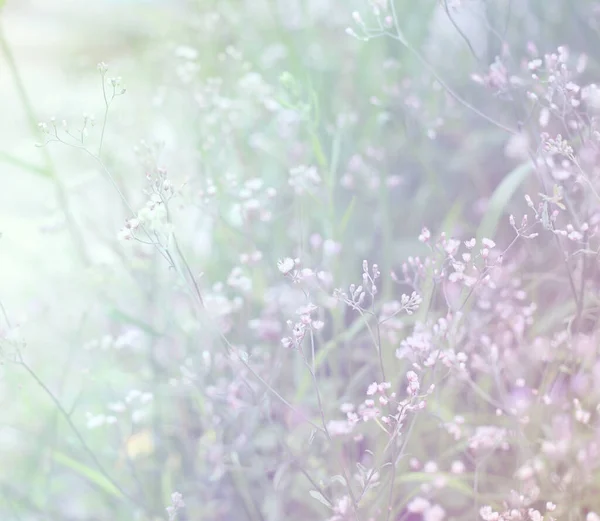 Fond Doux Belle Fleur Herbe Floue Dans Matinée Nuageuse Images De Stock Libres De Droits