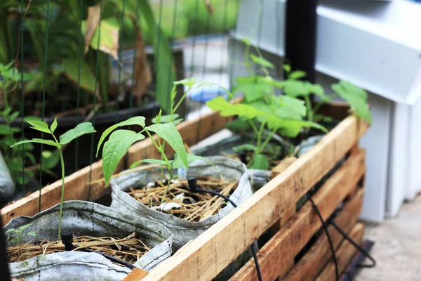 Langer Bohnenanbau Hausgarten Holzkorb Mit Kleinem Wassersystem — Stockfoto