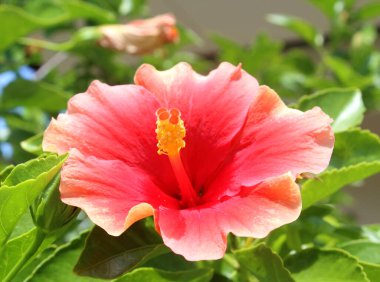 altın beton doku arkaplanı