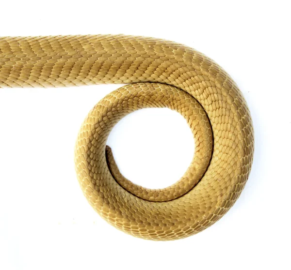 Coda Serpente Uno Sfondo Bianco — Foto Stock