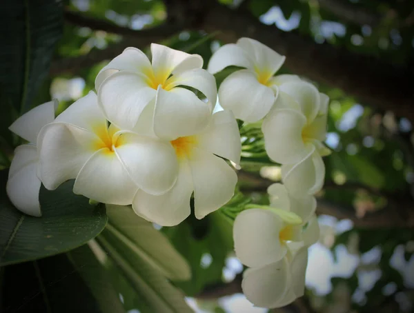 Białe Żółte Kwiaty Frangipani Liśćmi — Zdjęcie stockowe