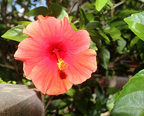 Fiore Ibisco Giardino — Foto Stock