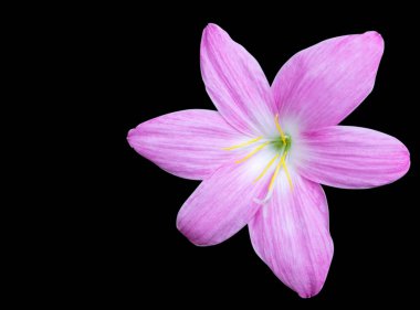 Siyah arkaplanda bahar gübresi